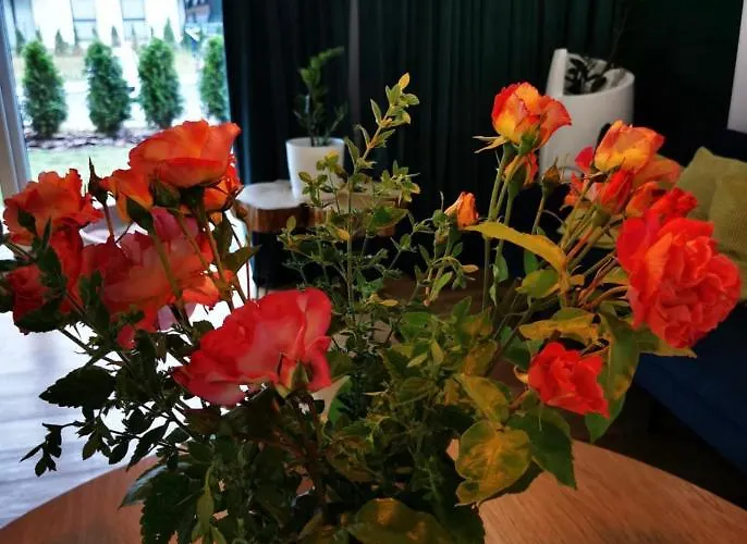 Open'er Festival- Nadmorski Apartment